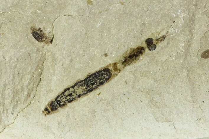 Fossil Cranefly (Tipulidae) - Green River Formation, Utah #111404